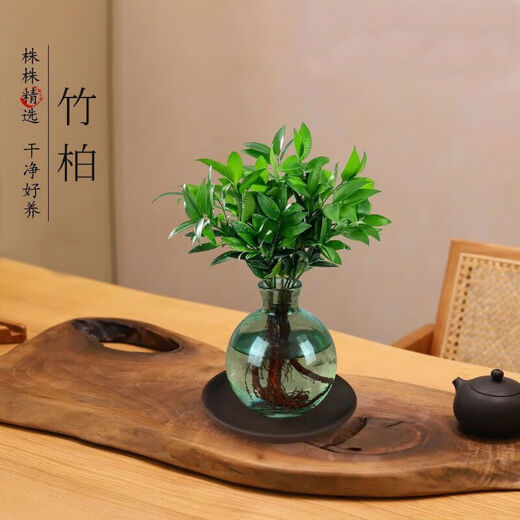 Love You Ten Thousand Years Zen Hydroponic Money Tree Potted Flower Plants in the Office for All Seasons to Recruit Wealth Lotus Bamboo Bamboo Cypress Chinese Smoked Green Bottle Purple Sand Tray