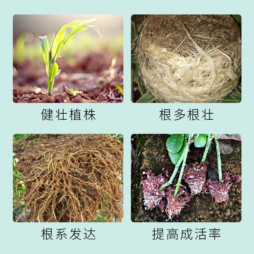 Guoguangzhi root 5% naphthalene acetic acid root agent to strengthen seedlings, tree rejuvenation, transplanting, cutting pesticide, plant growth regulator 1000ml