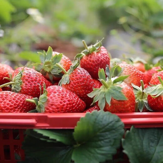 Four Seasons Cream Strawberry Seeds Spring and Autumn Home Balcony Potted Plants for Beginners Easy to Grow Fruit Red Strawberry Seeds Cream Red Strawberry Seeds/pack of about 100 seeds 3 packs of about 300 seeds