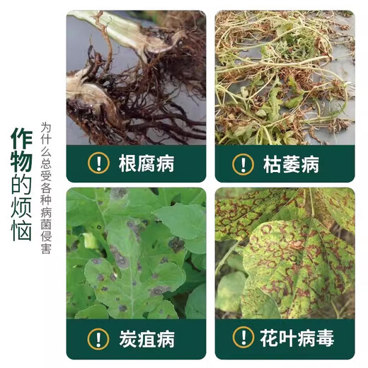 Экстракт бактерий чеснока Жидкий специальный препарат для чеснока Сухой кончик Желтая корневая гниль листьев Пятно ржавчины Фиолетовое пятно Стерилизация бактерий чеснока Прозрачный 500 мл 1 бутылка более экономична, чем маленькие бутылки