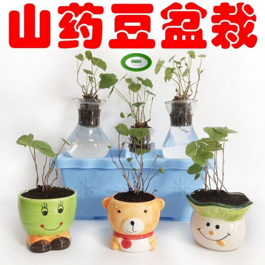 Authentic Iron Bar Yam Bean Seed Farmer Huaiyam Seedlings Yam Mouth Germinated Yam Bean Nursery Potted Plant Germination Grain (100) Authentic Iron Bar Yam Bean