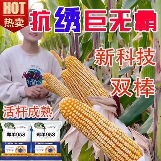 Neue originale Zhengdan 958 Zwergmaissamen, Feldhybrid-Maissamen, dürreresistente Frühlings- und Sommerpflanzung Zhengdan 958 (ein Beutel mit 4 Jin Jin entspricht 0,5 kg im roten Beutel)
