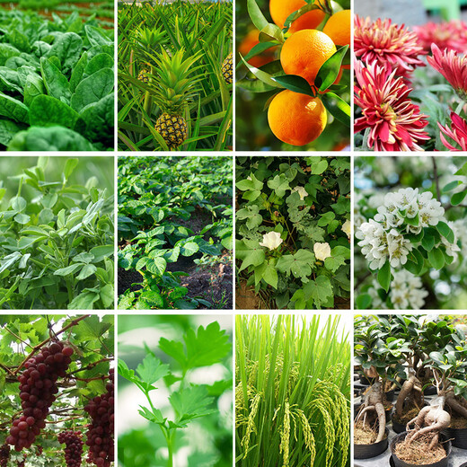 Sanliu Shanghai Tongrui 75 gibberellic acid gibberellin 920 seed soaking, germination and seedling growth regulator 1g