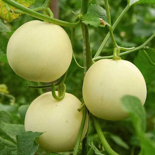 Shouhe cantaloupe seeds, Elizabethan cantaloupe, yellow skin, white flesh, white skin, fragrant melon seeds for home planting in winter and spring, extra large white sand honey melon seeds, about 50 seeds/bag