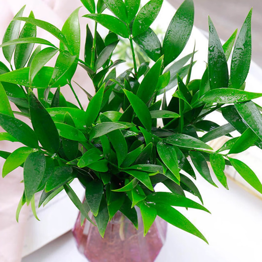 Flower list Bamboo and cypress potted hydroponic mosquito repellent plants green plant potted plants all year round evergreen 20 trees (excluding bottles) straight from the source