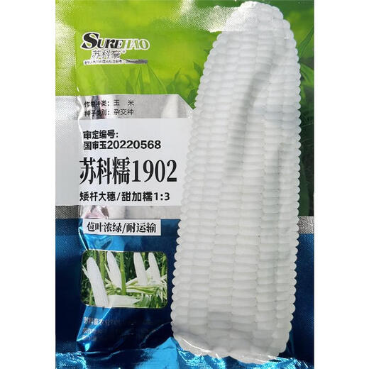 Sukenuo 1902 low-stem and large-stem waxy corn seeds, high-yielding, disease-resistant, super-sweet, fresh-food hybrid field seeds for all seasons. Sukenuo 1902 white sweet glutinous corn seed 500g (short-stem and large-stem)
