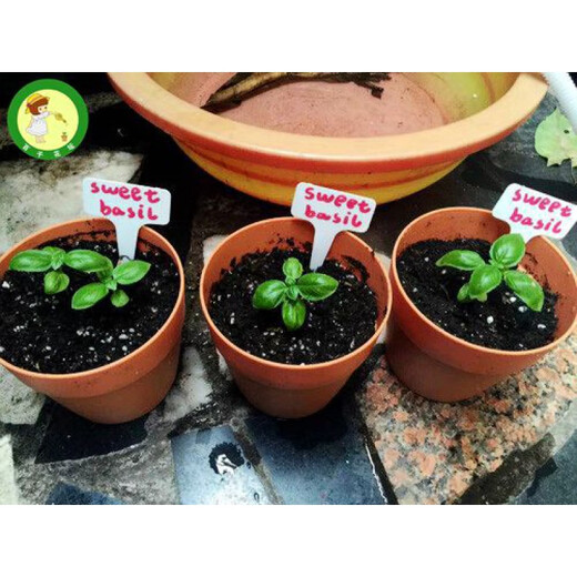 Sweet Basil Seeds Sweet Basil Spice Seeds Spring Herbs Vegetable Plants