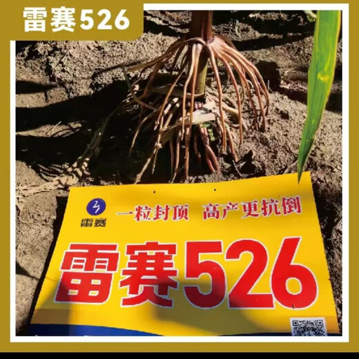 New species in stock, nationally approved Leisai 526 large-grain deep-shaft fine corn seeds, authentic drought-resistant, waterlogging-tolerant, high-yielding corn. New species in stock, nationally approved Leisai 526 5526 grains x1 bag (packaged with