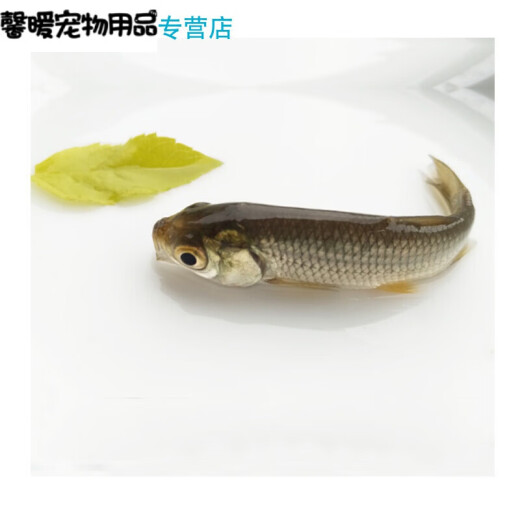 Grass carp fry live small grass carp crucian carp fry arowana feed live feed turtle turtle open food small fry red-eyed trout 2-4cm 10 pieces 5 pieces to prevent death