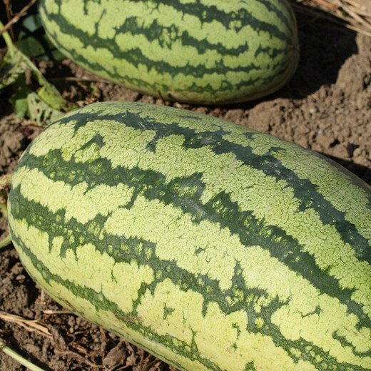 Shouhe Lazy Man Watermelon Seed Lazy Man King Watermelon Seed Extra Large Spring No Pruning Lazy Man Fruit Seedling Southern Sweet Green Emperor Lazy Man King Watermelon Seed 50gx2 cans