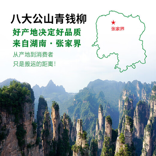 青钱柳批发修水金钱柳张家界青钱柳湖南城步茶 青钱柳原叶250克(半斤)