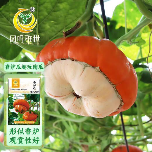 Fengming Yashi Picking Garden Incense Melon Seeds Four Seasons Sowing Ornamental Toys Small Pumpkin Seeds Incense Melon Seeds 10 capsules
