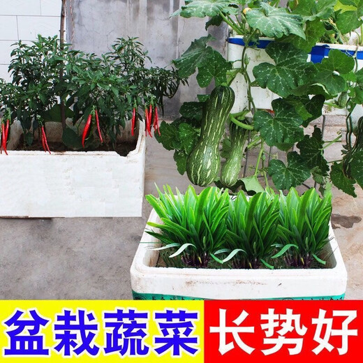 Compound fertilizer nitrogen, phosphorus and potassium fertilizer granular chemical fertilizer for planting flowers and vegetables, general fertilizer for flowers, fruit trees and vegetables, instant yield increase, special compound fertilizer for vegetables, 1 Jin Jin is equal to 0.5 kg