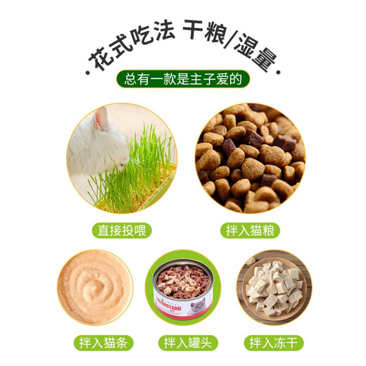 Cute cat grass potted soilless hydroponic fur ball lazy plant wheat seed seedling plate fur grass cat snacks large - hydroponic box fresh green + 5 packs of grass seeds 1 can