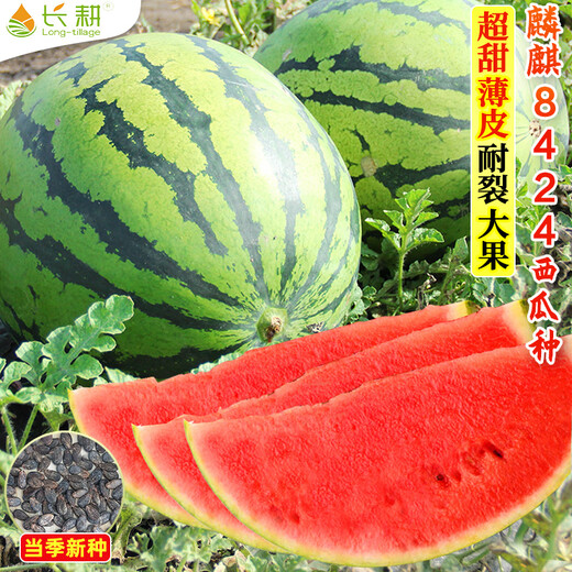 Changgong 8424 Rock Sugar Kirin Watermelon Seed Sweet King High Yield Kirin Lazy Man Seedless Giant Watermelon Four Seasons Fruit Seed Xinjiang 8424 Watermelon 1.5g, about 30 seeds