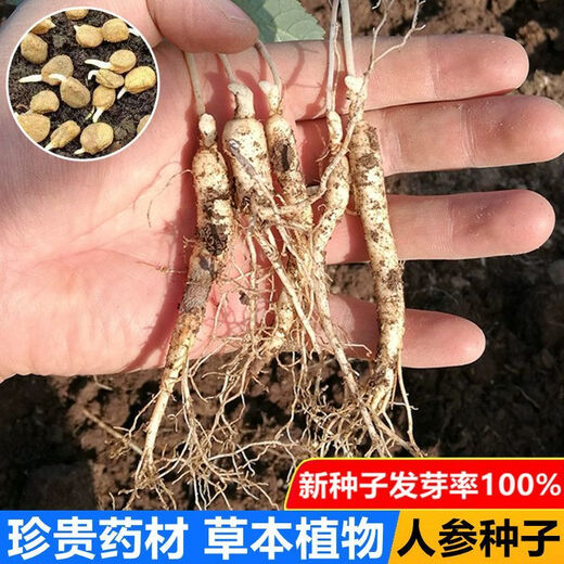 Changbai Mountain ginseng seeds, wild ginseng seeds, easy to grow Chinese medicinal materials in all seasons, easy to live indoor flower pots, ginseng seeds, shipped without buds, 5 bags selected, about 260 capsules