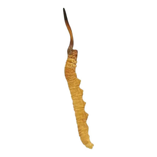 Caja de regalo Cordyceps sinensis Caja de regalo Cordyceps 2 1 gramo de productos secos Cordyceps Regalo Nutrición de calidad Caja de regalo Nagqu Diamond Cordyceps 10 piezas Pack 2 1 Gram