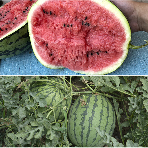 Zhongke Maohua Hybrid Watermelon Seeds Little Seed Giant Dragon Lazy Man Cultivated Watermelon Seeds Fruit and Vegetable Seeds Large Fruit Big Red Flesh No Pruning No Crossing Flower Skin Red Flesh Little Seed Giant Dragon 100g/box