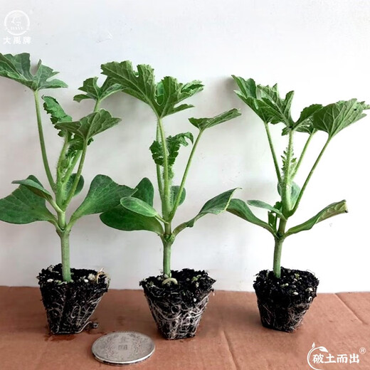 Dayu 8424 watermelon seeds are suitable for southern rock sugar unicorn melon seeds, early-maturing and thin-skinned 8424 watermelon seedlings with soil seedlings and 5 seedlings