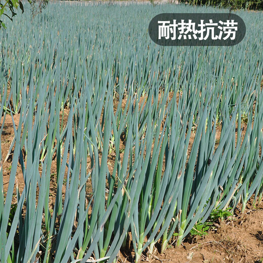 Fengming Yashi Shandong Zhangqiu green onion seeds all-season cold-resistant vegetables field planting long white green onion seeds 10 grams