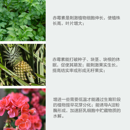 Sanliu Shanghai Tongrui 75 gibberellic acid gibberellin 920 seed soaking, germination and seedling growth regulator 1g