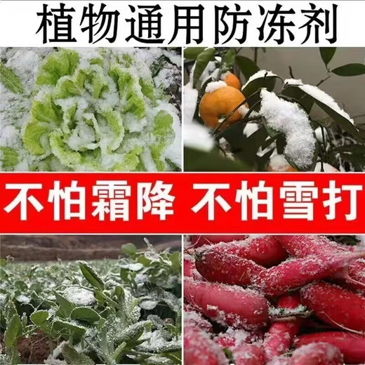 Imported plant antifreeze, antifreeze, melons, fruits and vegetable seedlings, cold protection, safe winter antifreeze, plant antifreeze, frost-free antifreeze 500g*5 bottles, cold and frost resistance + fertilizer to increase production