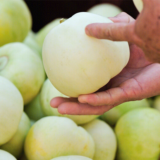 Shouhe white-skinned melon seeds, red-fleshed melons, white melons, new and old melon seeds, vegetable fields, extra-large white sand honey melon seeds, about 50 pieces x 2 bags