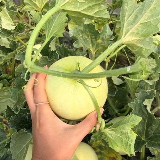 Shouhe cantaloupe seeds, Elizabethan cantaloupe, yellow skin, white flesh, white skin, fragrant melon seeds for home planting in winter and spring, extra large white sand honey melon seeds, about 50 seeds/bag