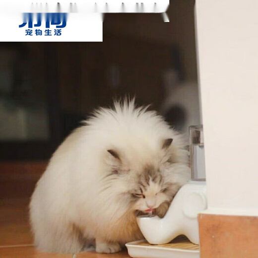 Hibiscus Mingkan is not easy to wet the chin. Elephant drinking fountain Garfield big-faced flat-faced drinking bowl is anti-tip and moisture-proof ceramic. Macaron blue + glass bottle + square plate