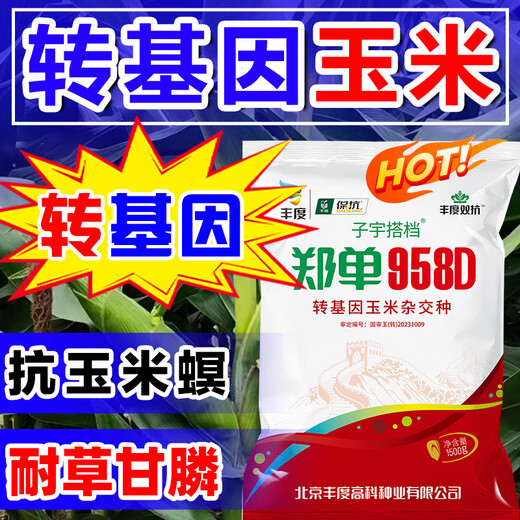 Strong man Zheng Dan 958D genetically modified corn seed collection, short stem, lodging resistance, disease resistance, hard horse tooth stick standard, genetically modified, about 3 Jin Jin is equal to 0.5 kilograms