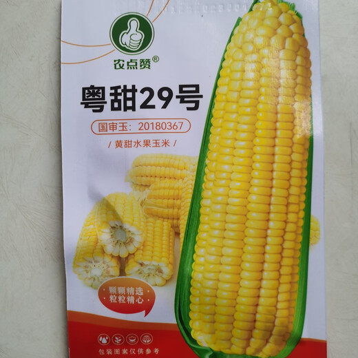 播种心情超甜糯玉米种子黑甜糯粘彩糯水果玉米种籽孑大田高产大棒易活杂交 《国审》黄甜水果玉米1包约50粒 无规格