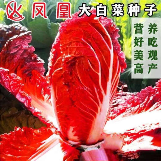 Fire Phoenix Chinese Cabbage Seeds Red Cabbage Seeds are disease-resistant, high-yielding and high in calcium. Orange and Red Cabbage are easy to grow in farmers’ fields. Matched Edition. Fire Phoenix Cabbage Seeds. Premium - New Seeds. 2 packs of approximately 399 capsules.