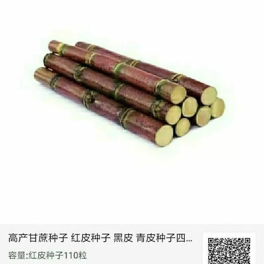 Sugarcane seeds, high-yielding golden sugarcane, sown in all seasons, planted in the south and north, crispy, sweet and chewy varieties, 110 pieces of green seeds