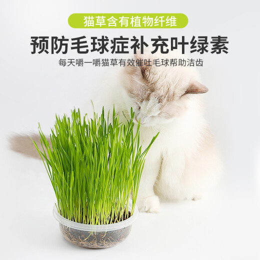 Fankeqi Cat Grass Seeds Cat Mint Cat Snacks Hydroponic Hair Removing Balling Cream Cat Grass Planting Set Potted Cat Snacks