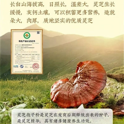 北京同仁堂药房直售 破壁灵芝孢子粉 有机认证高含量孢子粉 送长辈成年 3盒