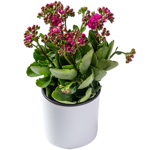 Health and Longevity 1 pot of longevity flower in random colors