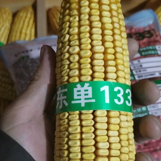 Пять стран рассмотрели семена кукурузы Dongya Seed Industry Dongdan 1331/5500 для весеннего и летнего посева с короткими стеблями, устойчивостью к полеганию и устойчивостью к ржавчине. Пять стран проверили семеноводство Восточной Азии Dongdan 1331. Один мешок на 5500 зерен x Национальный обзор высокой урожайности.