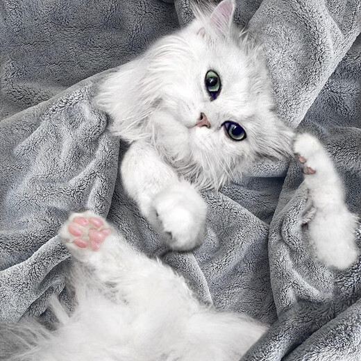 Laiwang Brothers Pet Absorbent Towel Teddy Bichon Dog Bath Absorbent 8 Points Dry Bath Towel Cat Feet Wiping Supplies Medium Size