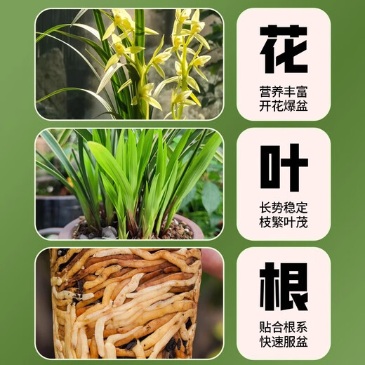 Captain's Garden Orchid Special Clivia Phalaenopsis Planting Material High-end Orchid Soil Granular Fertilizer High-end Pine Bark Orchid High-end Version 15 Liters (Pine Bark + Orchid Stone)