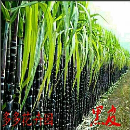Sugarcane seeds, high-yielding golden sugarcane, sown in all seasons, planted in the south and north, crispy, sweet and chewy varieties, 110 pieces of green seeds
