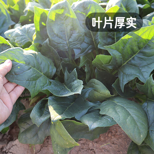 Fengming Yashi cold-resistant round-leaf spinach seeds four-season vegetable seed spinach winter-resistant spinach seeds 1000 capsules