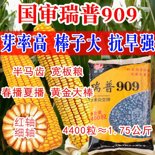 Nuevas semillas de maíz Rip 909 aprobadas a nivel nacional, alto rendimiento, 4400 granos, 6000 granos, palos grandes enanos, resistente a enfermedades/antioxidante, nueva semilla Rip 909-6000 granos/bolsa-5 bolsas
