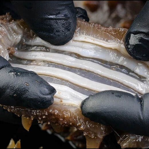 Jingmi Dalian ready-to-eat sea cucumber 250g 6-8 pieces, solid content 85%, authentic Liao sea cucumber, family pack