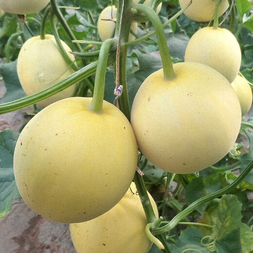 Shouhe cantaloupe seeds, Elizabethan cantaloupe, yellow skin, white flesh, white skin, fragrant melon seeds for home planting in winter and spring, extra large white sand honey melon seeds, about 50 seeds/bag