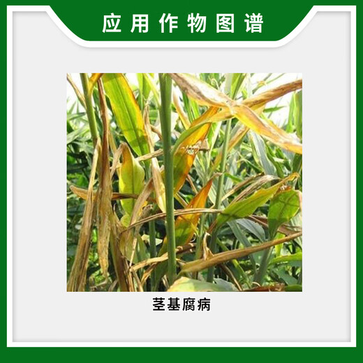 Syngenta Manshi Jinjing Metalaxyl Fludioxonil Corn Stem Rot Seed Coating Seed Dressing Agent Pesticide Fungicide 10ml