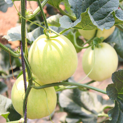 Shouhe white-skinned melon seeds, red-fleshed melons, white melons, new and old melon seeds, vegetable fields, extra-large white sand honey melon seeds, about 50 pieces x 2 bags