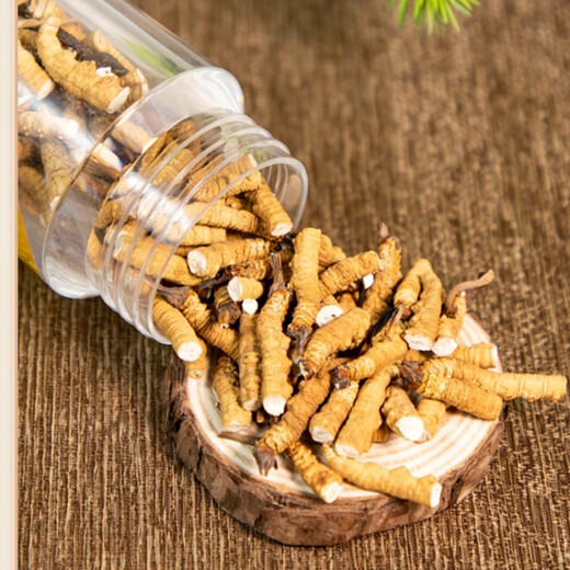 
Cordyceps sinensis authentic snowy areas in Tibetan areas, fresh Cordyceps sinensis broken grass Cordyceps sinensis dry goods and affordable bulk, medium-altitude broken grass quality is very poor, powdered