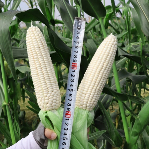 Wangyuan Xingzhen Bainuo 999 corn seeds extra large stick sweet glutinous big ear high yield white glutinous sticky spring and autumn corn bract seeds 500g can Zhenbainuo 999 10 cans