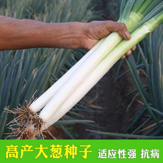 Authentic Shandong Zhangqiu hard-core scallions, special new species, four-season farmhouse spring, autumn and winter vegetable larvae seeds collection, high-quality selection, half Jin Jin is equal to 0.5 kg, Song and Song products, special new species