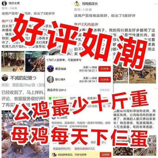 More eggs, more eggs, more eggs, more eggs, more eggs, chickens, ducks and geese lay eggs, produce eggs, encourage eggs, change egg quality, feed additives, special for egg production, 90% of users choose 3 packages, buy two and get one free